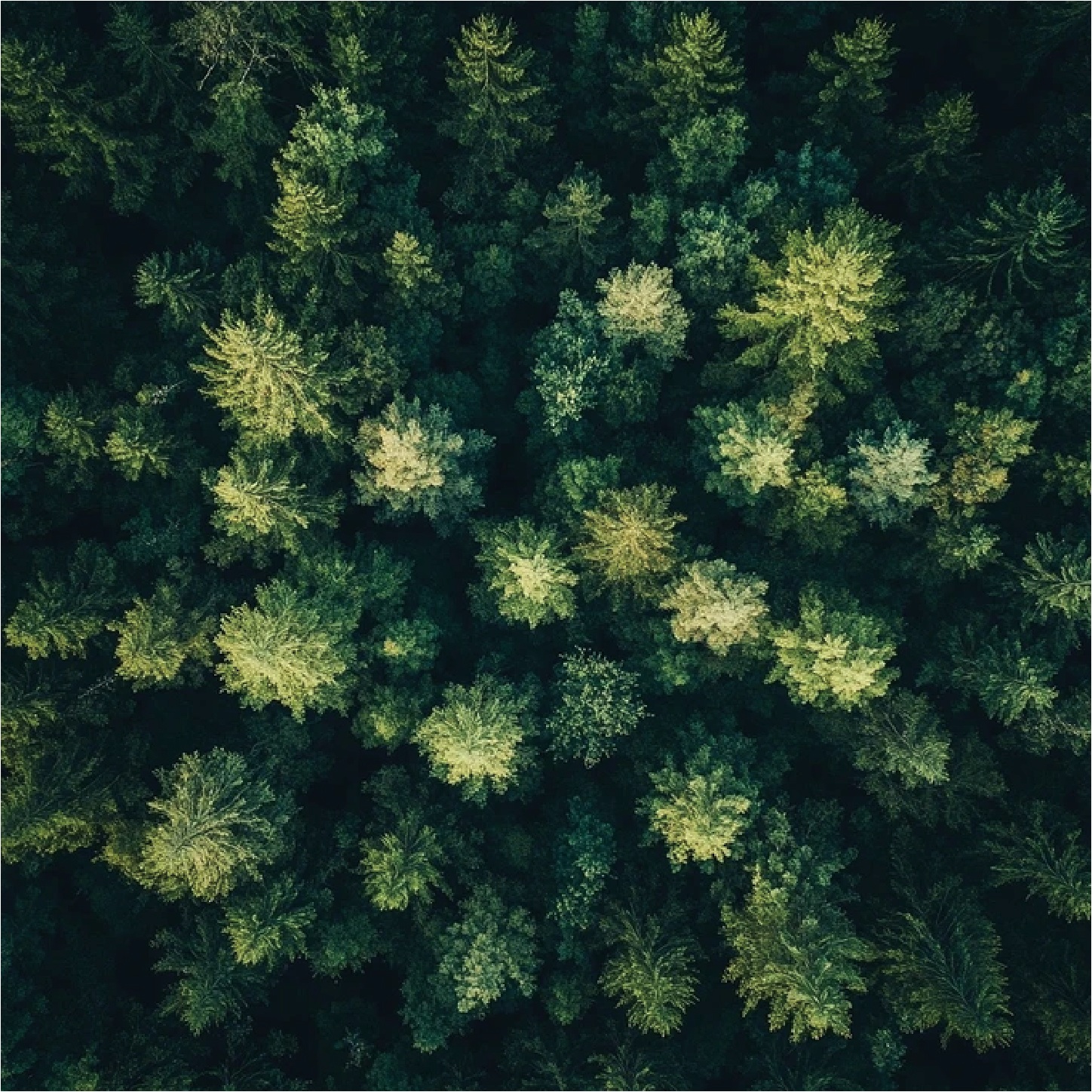 可持续·原纹映象